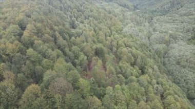 This stock footage shows aerial view of a pine forest in the Carpathian mountains, Ukraine in 8K resolution