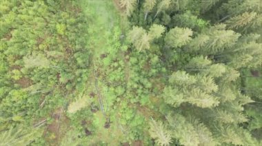 This stock footage shows aerial view of a pine forest in the Carpathian mountains, Ukraine in 8K resolution