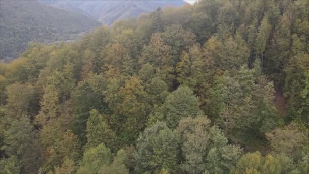 Stock Footage Shows Aerial View Pine Forest Carpathian Mountains Ukraine — Stockvideo
