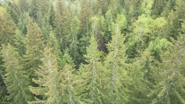 Stock Footage Shows Aerial View Pine Forest Carpathian Mountains Ukraine — Wideo stockowe