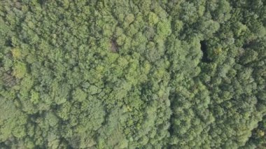 This stock footage shows aerial view of a pine forest in the Carpathian mountains, Ukraine in 8K resolution