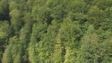 This stock footage shows aerial view of a pine forest in the Carpathian mountains, Ukraine in 8K resolution