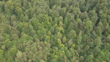 This stock footage shows aerial view of a pine forest in the Carpathian mountains, Ukraine in 8K resolution