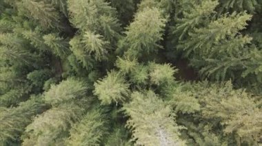 This stock footage shows aerial view of a pine forest in the Carpathian mountains, Ukraine in 8K resolution