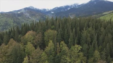 This stock footage shows aerial view of a pine forest in the Carpathian mountains, Ukraine in 8K resolution