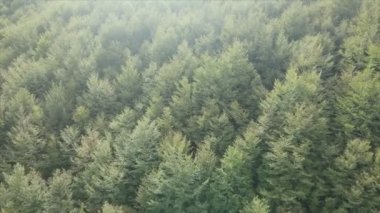 This stock footage shows aerial view of a pine forest in the Carpathian mountains, Ukraine in 8K resolution