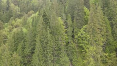 This stock footage shows aerial view of a pine forest in the Carpathian mountains, Ukraine in 8K resolution