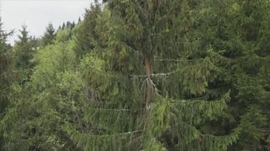 This stock footage shows aerial view of a pine forest in the Carpathian mountains, Ukraine in 8K resolution