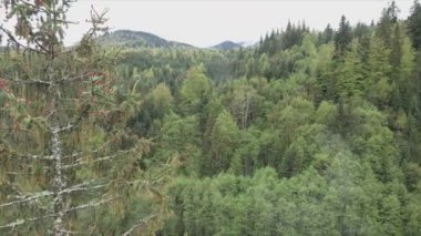 This stock footage shows aerial view of a pine forest in the Carpathian mountains, Ukraine in 8K resolution