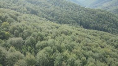 This stock footage shows aerial view of a pine forest in the Carpathian mountains, Ukraine in 8K resolution