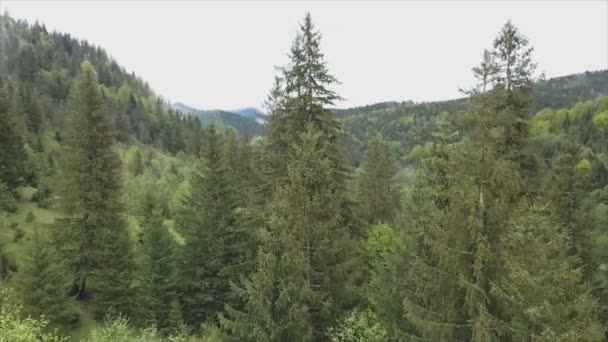 Stock Footage Shows Aerial View Pine Forest Carpathian Mountains Ukraine — Video Stock
