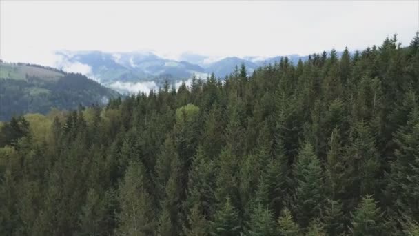 Stock Footage Shows Aerial View Pine Forest Carpathian Mountains Ukraine — 图库视频影像