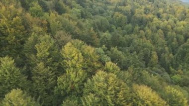 This stock footage shows aerial view of a pine forest in the Carpathian mountains, Ukraine in 8K resolution