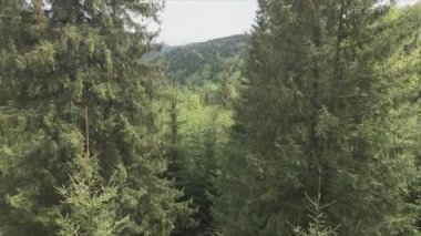 This stock footage shows aerial view of a pine forest in the Carpathian mountains, Ukraine in 8K resolution