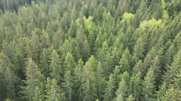 Stock Footage Shows Aerial View Pine Forest Carpathian Mountains Ukraine — Vídeo de stock