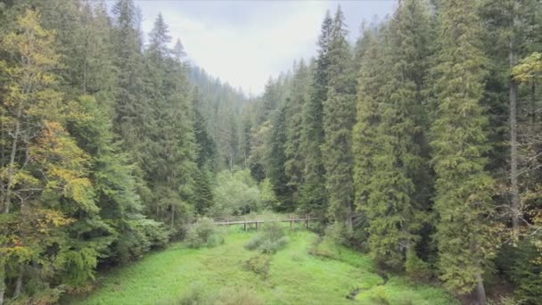 Stock Footage Shows Aerial View Pine Forest Carpathian Mountains Ukraine — Vídeo de Stock