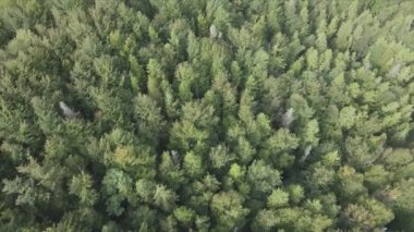 This stock footage shows aerial view of a pine forest in the Carpathian mountains, Ukraine in 8K resolution