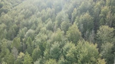 This stock footage shows aerial view of a pine forest in the Carpathian mountains, Ukraine in 8K resolution