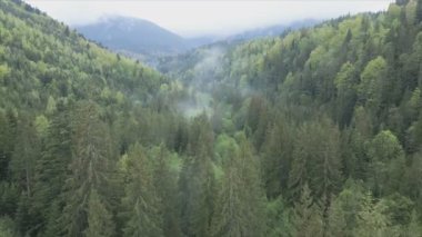 This stock footage shows aerial view of a pine forest in the Carpathian mountains, Ukraine in 8K resolution