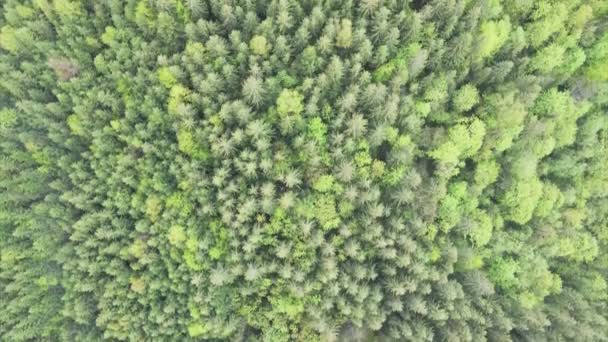 Stock Footage Shows Aerial View Pine Forest Carpathian Mountains Ukraine — Stok video
