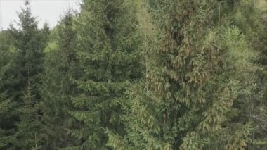 This stock footage shows aerial view of a pine forest in the Carpathian mountains, Ukraine in 8K resolution