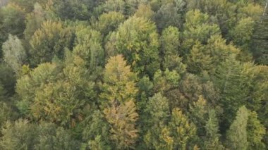 This stock footage shows aerial view of a pine forest in the Carpathian mountains, Ukraine in 8K resolution