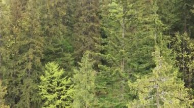 This stock footage shows aerial view of a pine forest in the Carpathian mountains, Ukraine in 8K resolution