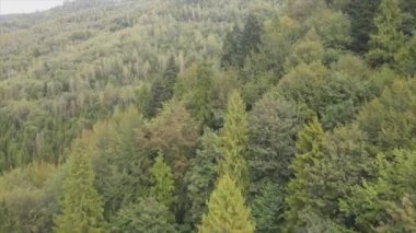 This stock footage shows aerial view of a pine forest in the Carpathian mountains, Ukraine in 8K resolution