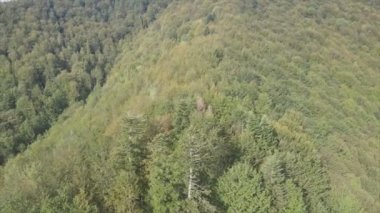 This stock footage shows aerial view of a pine forest in the Carpathian mountains, Ukraine in 8K resolution