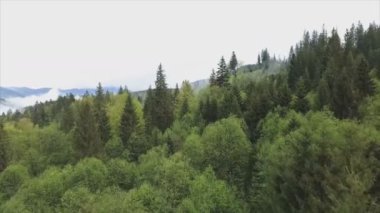 This stock footage shows aerial view of a pine forest in the Carpathian mountains, Ukraine in 8K resolution