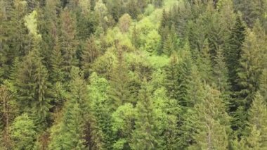 This stock footage shows aerial view of a pine forest in the Carpathian mountains, Ukraine in 8K resolution