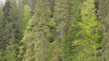 This stock footage shows aerial view of a pine forest in the Carpathian mountains, Ukraine in 8K resolution