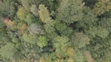 This stock footage shows aerial view of a pine forest in the Carpathian mountains, Ukraine in 8K resolution
