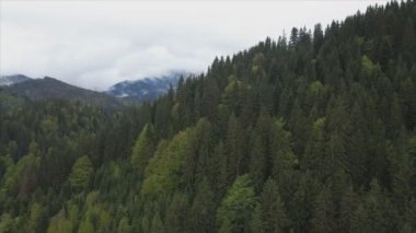 This stock footage shows aerial view of a pine forest in the Carpathian mountains, Ukraine in 8K resolution