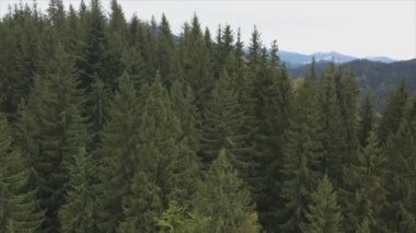 This stock footage shows aerial view of a pine forest in the Carpathian mountains, Ukraine in 8K resolution