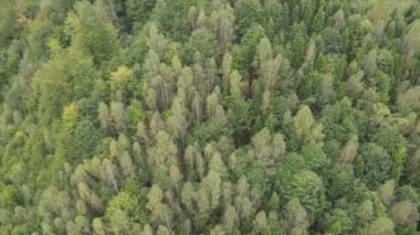 This stock footage shows aerial view of a pine forest in the Carpathian mountains, Ukraine in 8K resolution