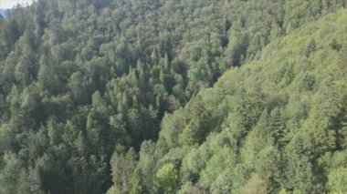 This stock footage shows aerial view of a pine forest in the Carpathian mountains, Ukraine in 8K resolution