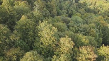This stock footage shows aerial view of a pine forest in the Carpathian mountains, Ukraine in 8K resolution