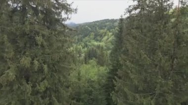 This stock footage shows aerial view of a pine forest in the Carpathian mountains, Ukraine in 8K resolution