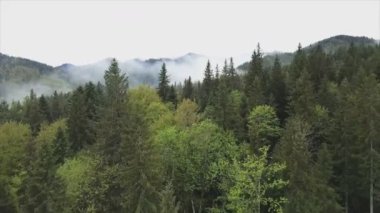 This stock footage shows aerial view of a pine forest in the Carpathian mountains, Ukraine in 8K resolution