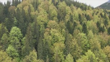 This stock footage shows aerial view of a pine forest in the Carpathian mountains, Ukraine in 8K resolution