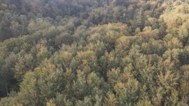 This stock footage shows aerial view of a pine forest in the Carpathian mountains, Ukraine in 8K resolution