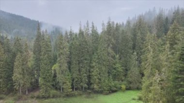 This stock footage shows aerial view of a pine forest in the Carpathian mountains, Ukraine in 8K resolution