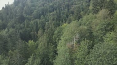 This stock footage shows aerial view of a pine forest in the Carpathian mountains, Ukraine in 8K resolution