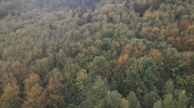 This stock footage shows aerial view of a pine forest in the Carpathian mountains, Ukraine in 8K resolution