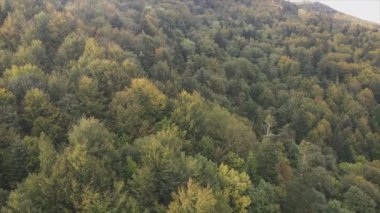 This stock footage shows aerial view of a pine forest in the Carpathian mountains, Ukraine in 8K resolution