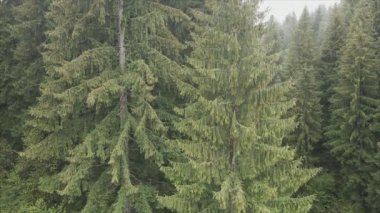 This stock footage shows aerial view of a pine forest in the Carpathian mountains, Ukraine in 8K resolution