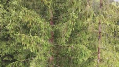 This stock footage shows aerial view of a pine forest in the Carpathian mountains, Ukraine in 8K resolution