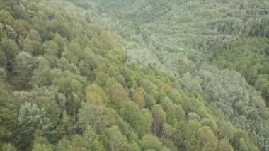 This stock footage shows aerial view of a pine forest in the Carpathian mountains, Ukraine in 8K resolution
