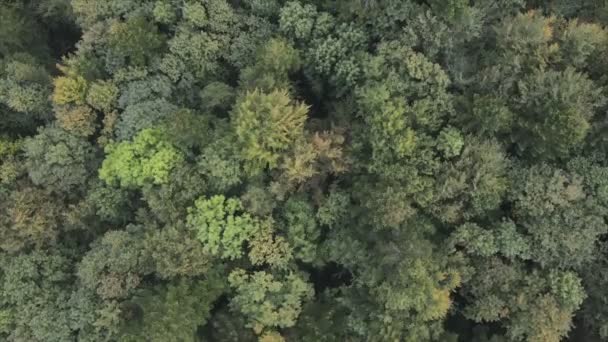 Stock Footage Shows Aerial View Pine Forest Carpathian Mountains Ukraine — Vídeo de Stock